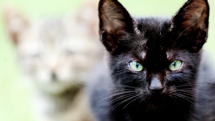 Black cat at the park with a friend 